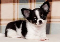 Purebred Chihuahua Puppys Image eClassifieds4u