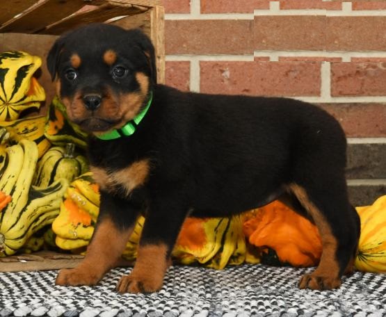 Rottweiler puppies Image eClassifieds4u