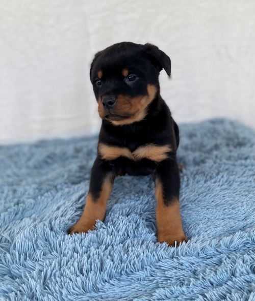 Rottweiler Puppies For Sale, Text +1 (270) 560-7621 Image eClassifieds4u