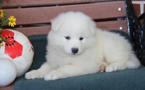 Samoyed Puppy For Sale Text or Call us at (908) 516-8653 Image eClassifieds4u