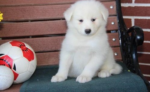 Samoyed Puppy For Sale Text or Call us at (908) 516-8653 Image eClassifieds4u