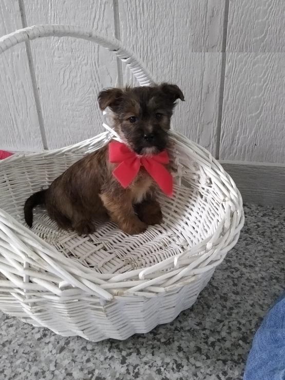 Shorkie puppies Image eClassifieds4u