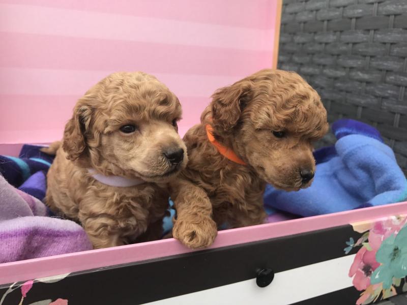 Toy Poodle Puppies For Re-Homing Text or Call us at (908) 516-8653 Image eClassifieds4u