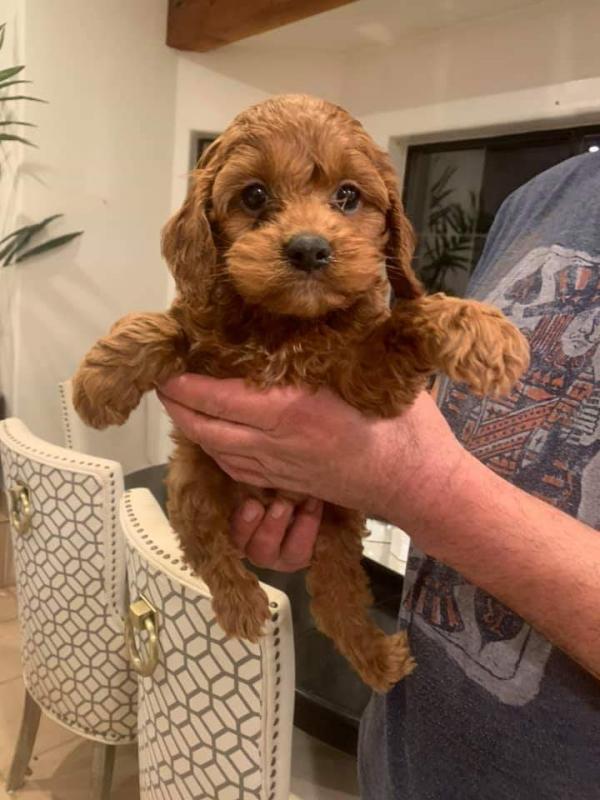 Charming ✔ ✔ Cavapoo Puppies Now Ready For Adoption Image eClassifieds4u