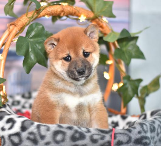 Male and female Shiba Inu puppies✿✿ Image eClassifieds4u