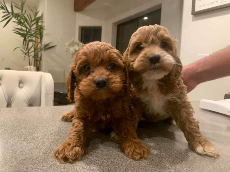 we have adorable Cavapoo puppies for adoption✿✿ Image eClassifieds4u
