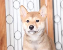 Beautiful Shiba Inu puppies available✿✿ Email at ⇛⇛[peterparkertempleton@gmail.com]