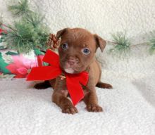 Blue nose American Pitbull terrier pups Available,✿✿