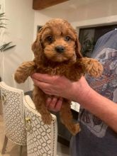 Charming ✔ ✔ Cavapoo Puppies Now Ready For Adoption