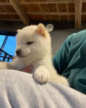 Cute Shiba Inu Puppies✿✿ Email at ⇛⇛ [peterparkertempleton@gmail.com]
