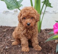 Magnificent Toy Poodle Puppies Available✿✿ Email at ⇛⇛[peterparkertempleton@gmail.com]