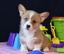 Male and Female Pembroke Welsh Corgi Puppies