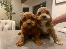 we have adorable Cavapoo puppies for adoption✿✿