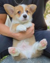 Absolutely adorable small loving and smart Corgi puppies available for re homing