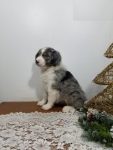 Australian Shepherd puppies