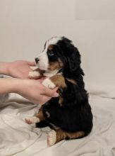 Bernese Mountain puppies