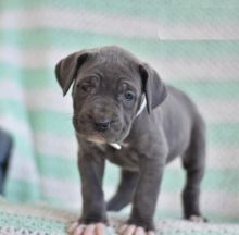 Cane Corso puppies