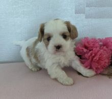 Cavachon puppies