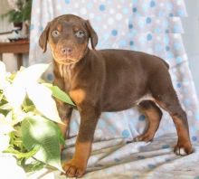 Doberman puppies