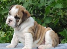 English Bulldog puppies