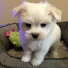 EXCELLENT ASTOUNDING MALTESE PUPPIES FOR GREAT HOMES