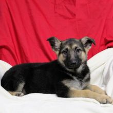 German Shepherd puppies