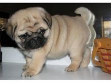 Gorgeous Pug puppies For Adoption