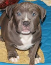 Male and Female Pitbull puppies for adoption