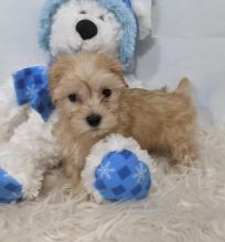 Maltipoo puppies