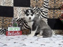 Pomsky puppies