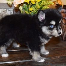 Pomsky puppies available in good health condition for new homes