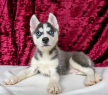 Siberian Husky puppies