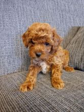 Toy Poodle puppies
