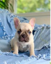 Wonderful French Bulldog puppies available now. email me(lingabibi500@gmail.com)