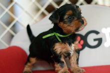 Yorkie puppies for good re homing to interested homes.