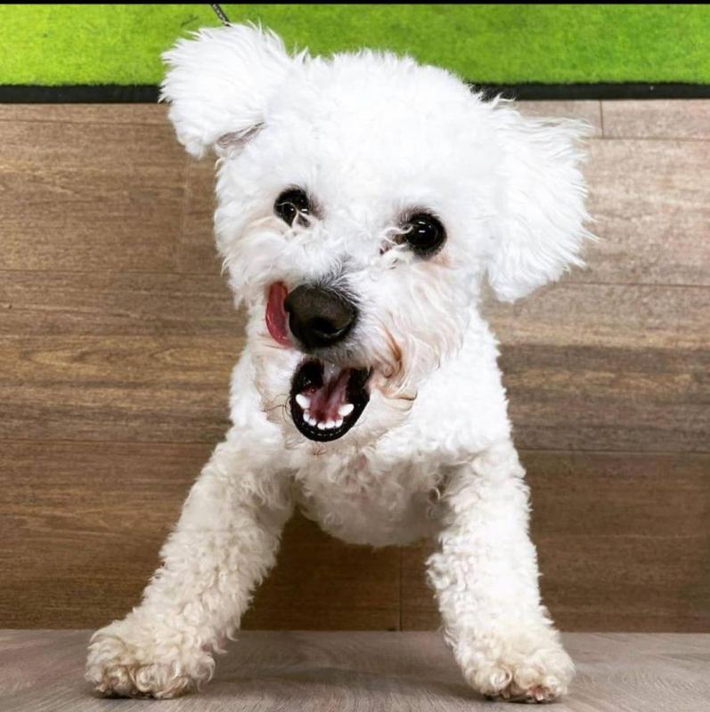 Bichon Frise puppies for good re homing to interested homes. Image eClassifieds4u