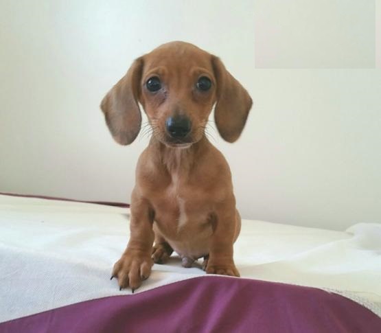 Dachshund puppies Image eClassifieds4u