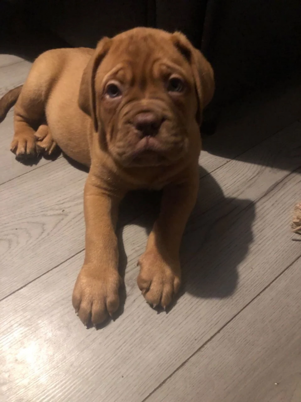 Dogue de Bordeaux puppies Image eClassifieds4u