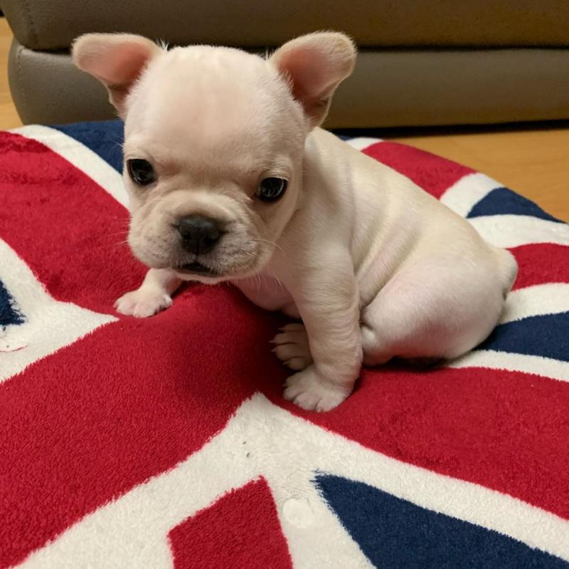 Social/dynamic French bulldog puppies available. email me(lingabibi500@gmail.com) Image eClassifieds4u