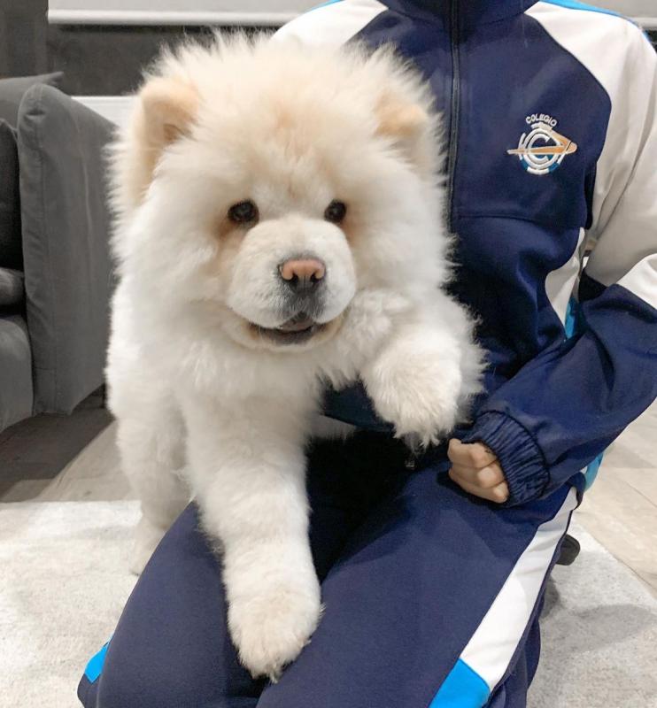 EXCELLENT ASTOUNDING CHOW CHOW PUPPIES FOR GREAT HOMES Image eClassifieds4u