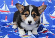 Corgi puppies for available,Vet checked and updated on vaccines✿✿ Image eClassifieds4u 2