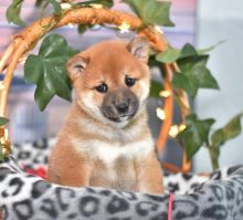 Male and female Shiba Inu puppies✿✿ Image eClassifieds4U