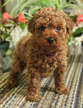 Toy Poodle Puppies✿✿ Email at ⇛⇛ [peterparkertempleton@gmail.com] Image eClassifieds4u 2