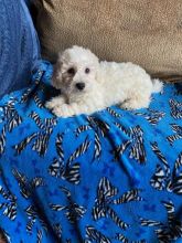 Bichon Frise puppies Image eClassifieds4U