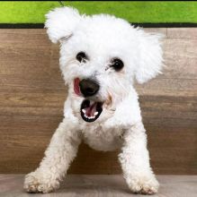 Bichon Frise puppies for good re homing to interested homes. Image eClassifieds4U