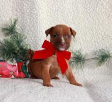 Cute Lovely Blue Nose Pitbull Puppies Male and Female✿✿ Image eClassifieds4u 2