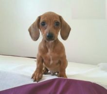 Dachshund puppies Image eClassifieds4U