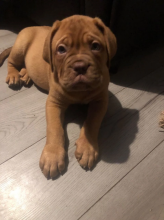 Dogue de Bordeaux puppies Image eClassifieds4U