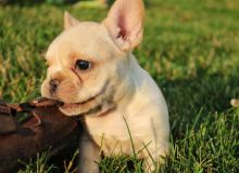 french bulldog puppies needing forever homes(lingabibi500@gmail.com) Image eClassifieds4u 2