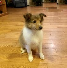 Sheltie puppies Image eClassifieds4u 1